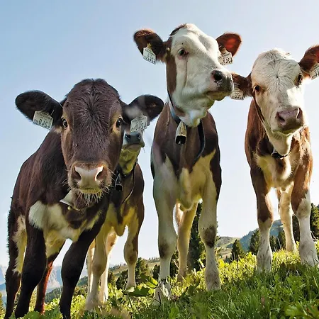 Lejlighed Flats Baerlerhof, Konigsleiten