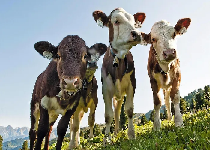 Appartement Flats Baerlerhof, Konigsleiten